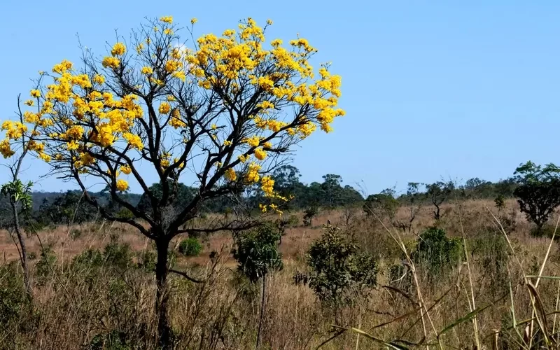 políticas de Ricardo Salles facilitaram contrabando de ipê-amarelo (1)